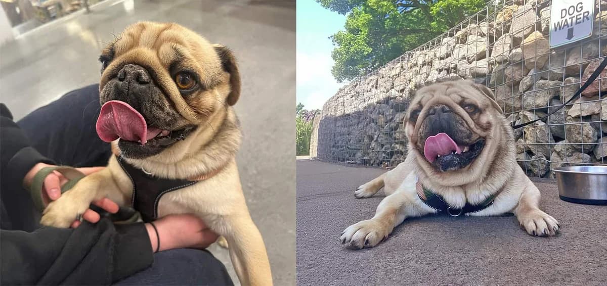 the Lovely Max, Pug for adoption at Pug Dog Welfare & Rescue Association