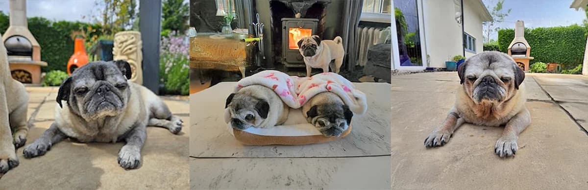 Bonded Mother & Daughter Ruby & Dee Dee, senior Pug for adoption at Pug Dog Welfare & Rescue Association