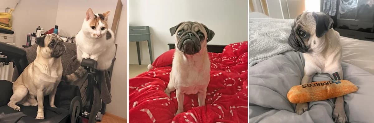 Young Apple, Pug for adoption at Pug Dog Welfare & Rescue Association
