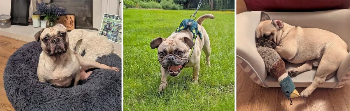 Buster, 3yo Pug for adoption at Pug Dog Welfare & Rescue Association