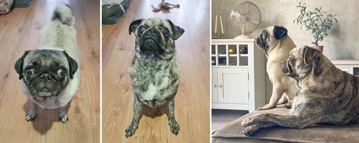 Meet Bonded Pair Winnie & Wesley, Pug for adoption at Pug Dog Welfare & Rescue Association