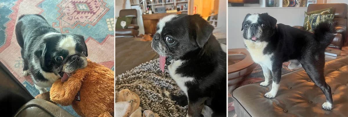 Vernon, senior Pug for adoption at Pug Dog Welfare & Rescue Association