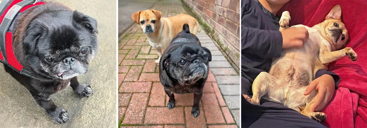 Hello Everyone, We’re Bean & Louis, Pug for adoption at Pug Dog Welfare & Rescue Association