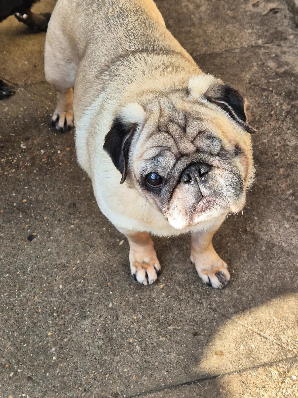 Dane, male senior Pug for adoption at Pug Haven Lincoln