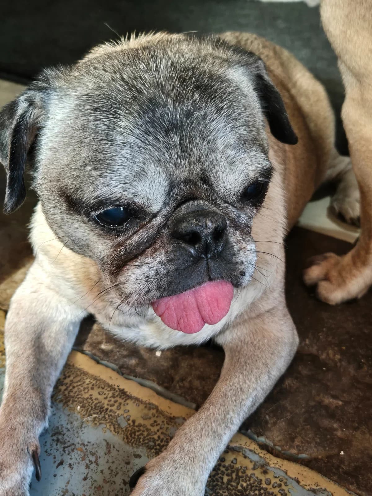 Jessica, female senior Pug for adoption at Pug Haven Lincoln