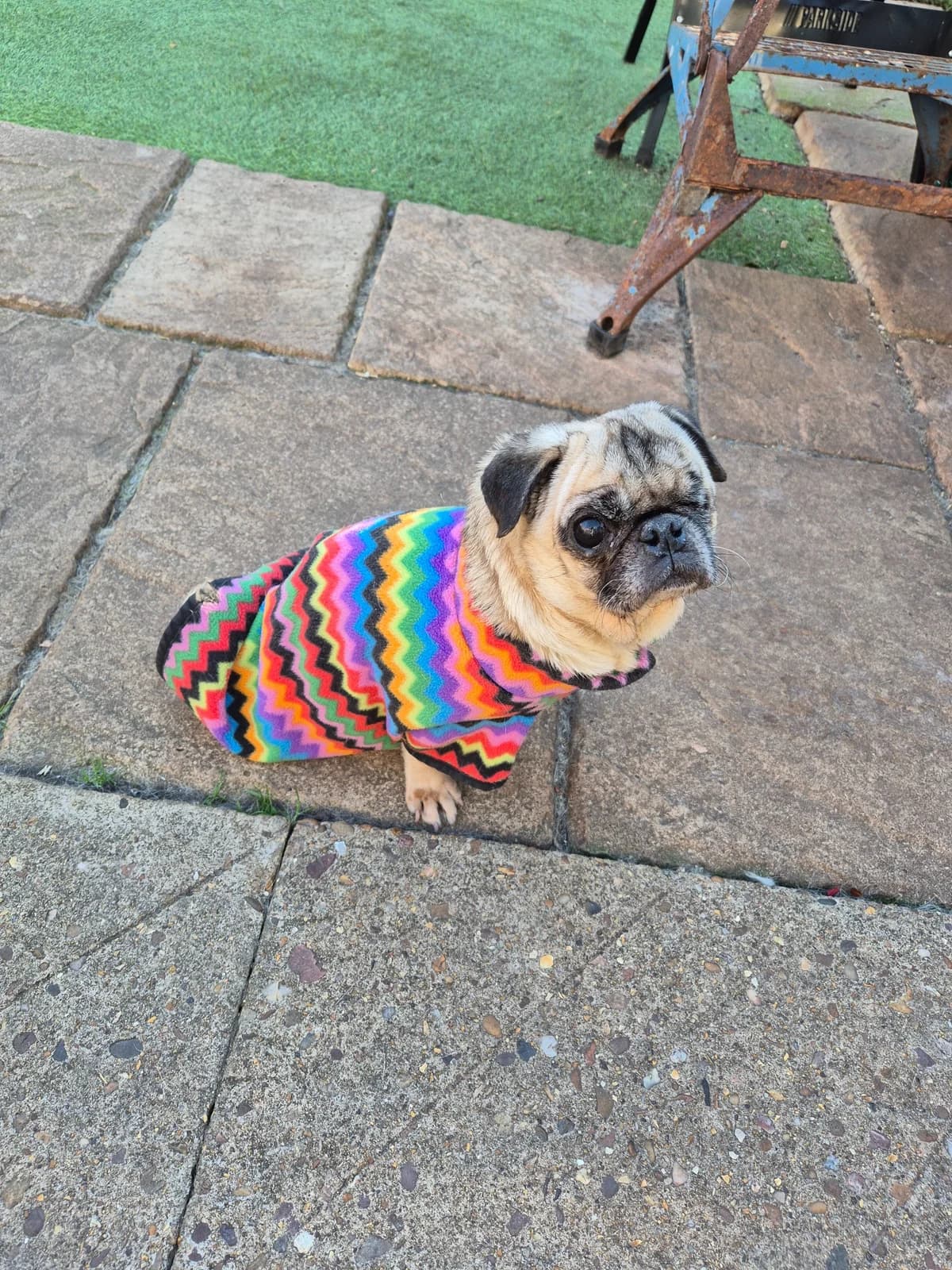 Pippa, female senior Pug for adoption at Pug Haven Lincoln