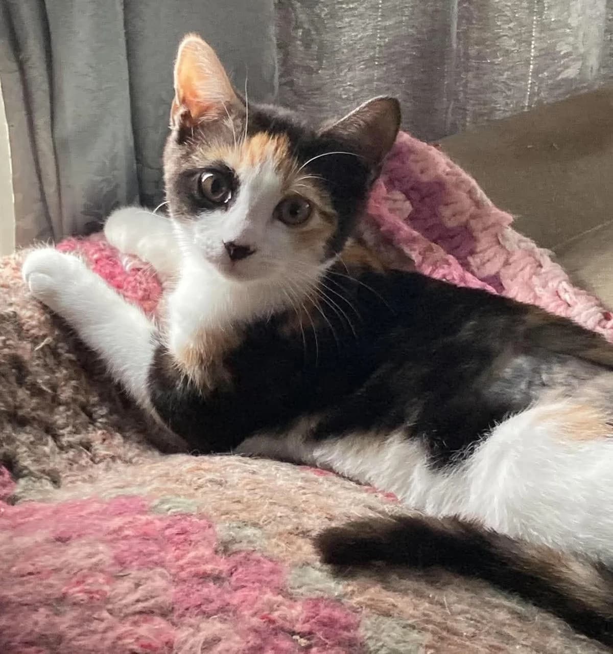 Macadamia, female puppy Mixed Breed for adoption at A Purrfect Friend Cat Rescue