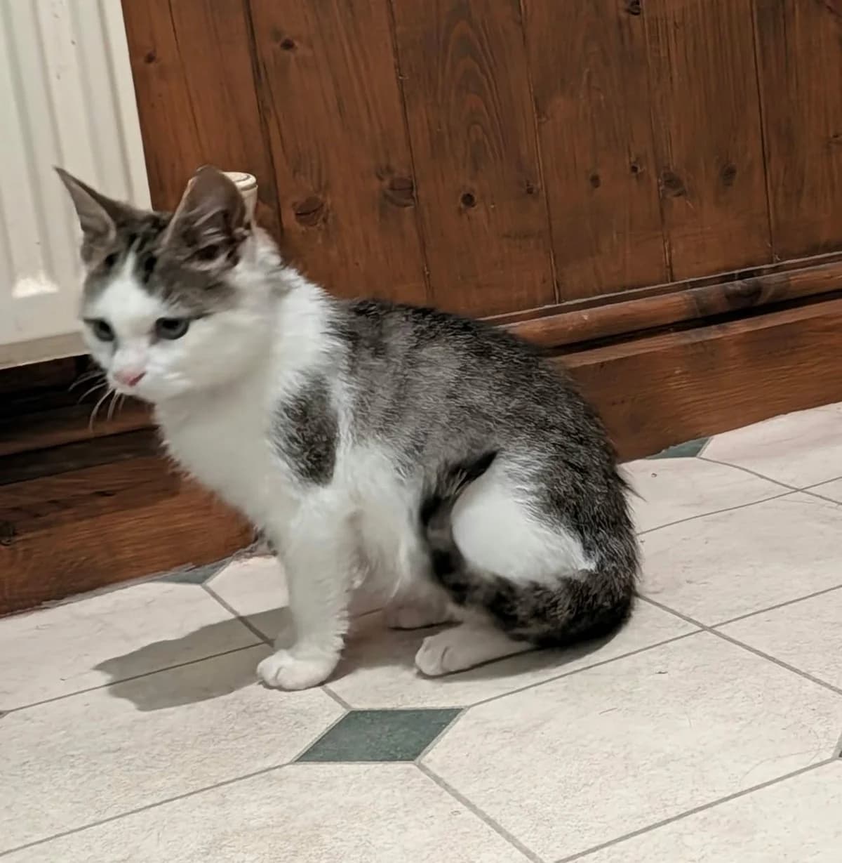 Poppet, puppy Mixed Breed for adoption at A Purrfect Friend Cat Rescue