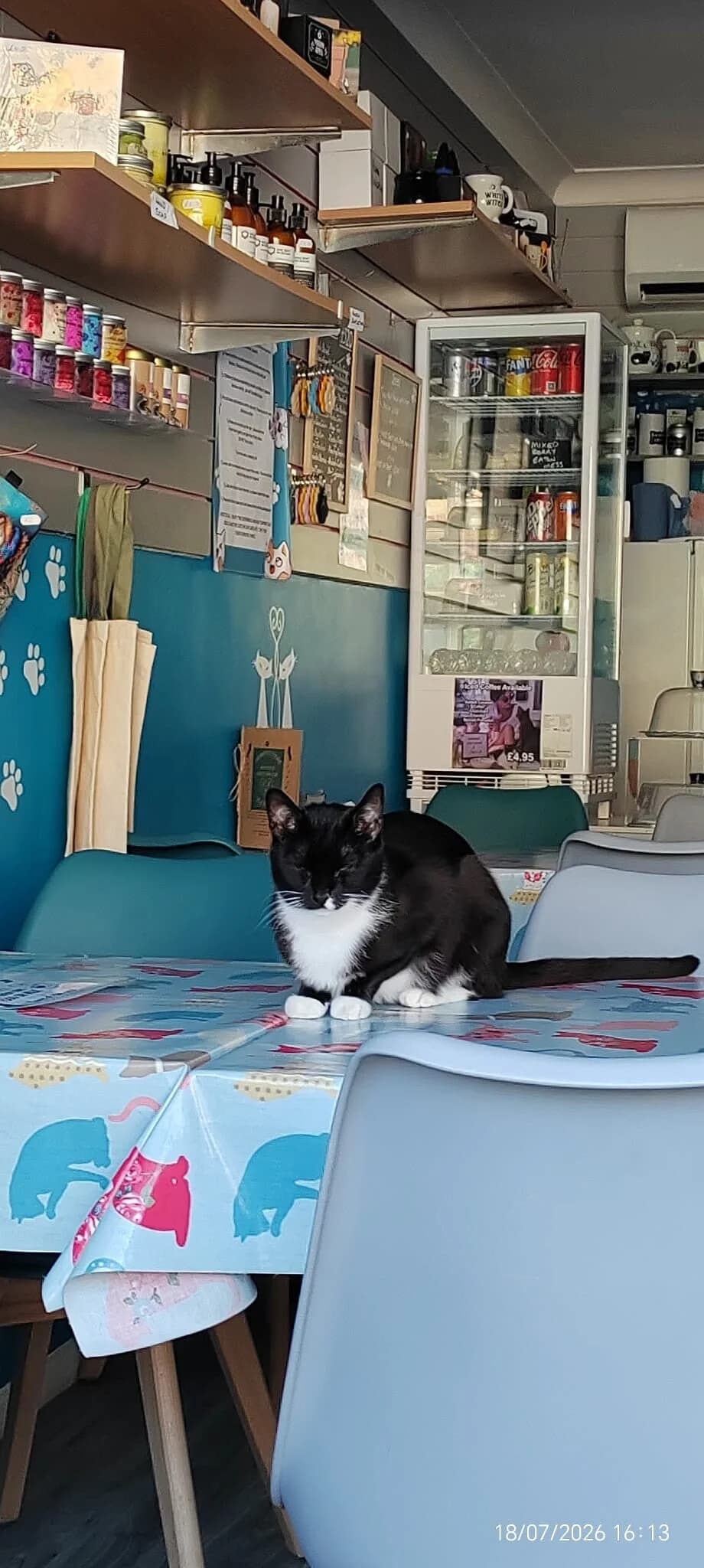 ABIGAIL, female 3yo Mixed Breed for adoption at Purrfect Paws Feline Welfare