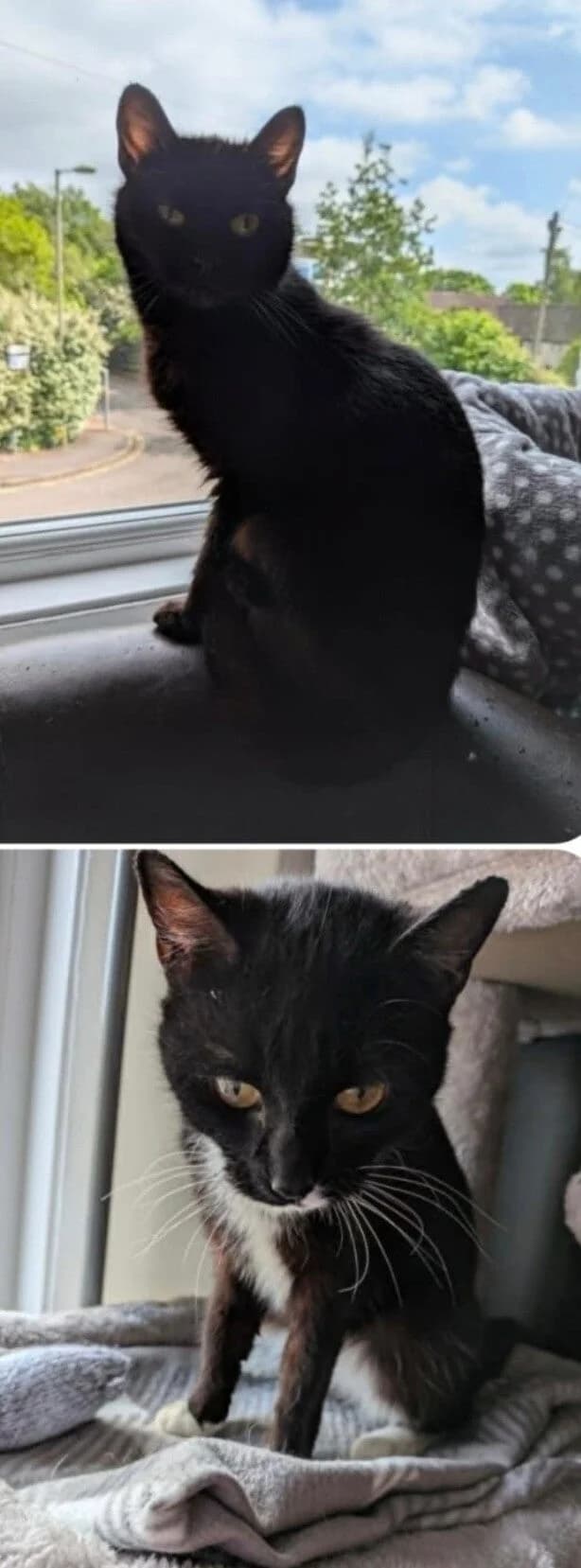 ABIGAIL & VIOLET, young Mixed Breed for adoption at Purrfect Paws Feline Welfare