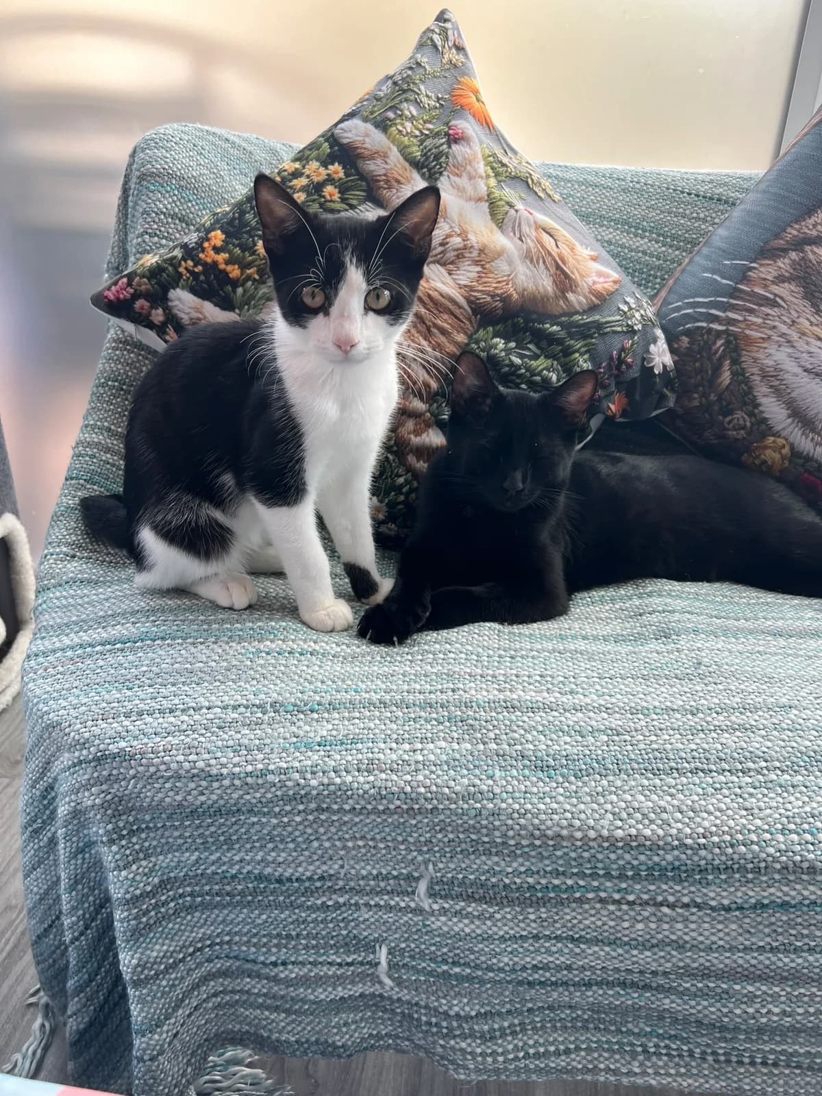 BOBBY & JEREMY, 5yo Mixed Breed for adoption at Purrfect Paws Feline Welfare