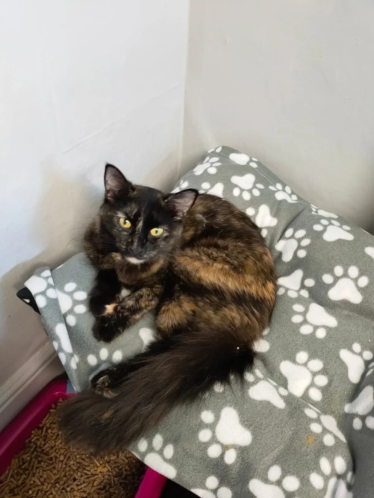 DAISY, 3yo Mixed Breed for adoption at Purrfect Paws Feline Welfare