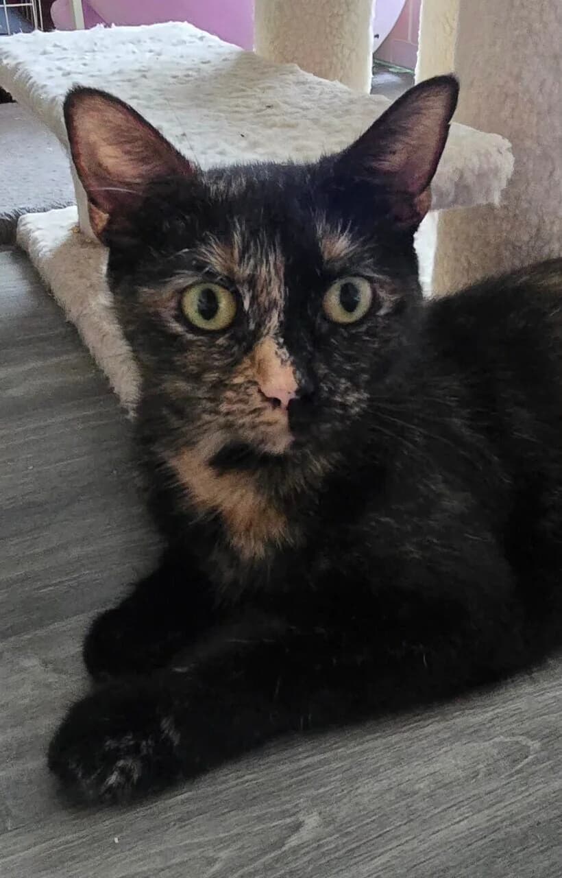 POPPY, 3yo Mixed Breed for adoption at Purrfect Paws Feline Welfare