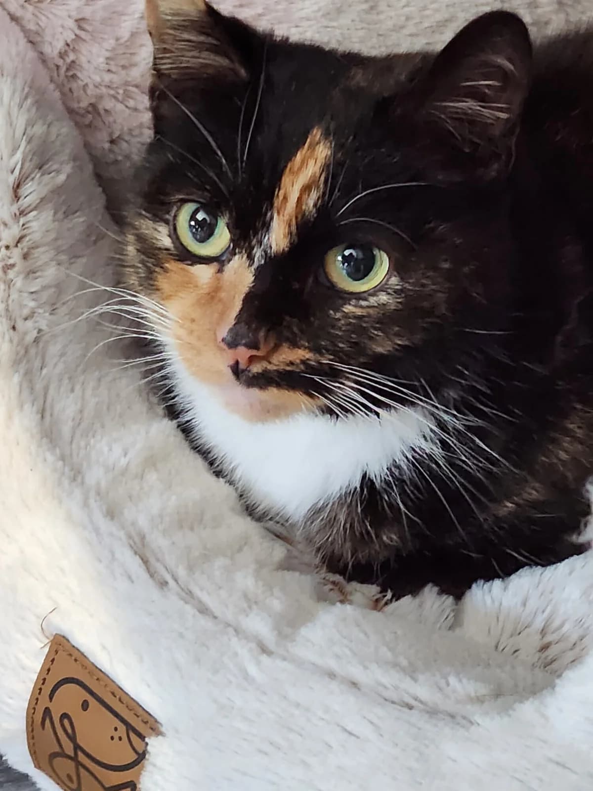 PPFW, Mixed Breed for adoption at Purrfect Paws Feline Welfare