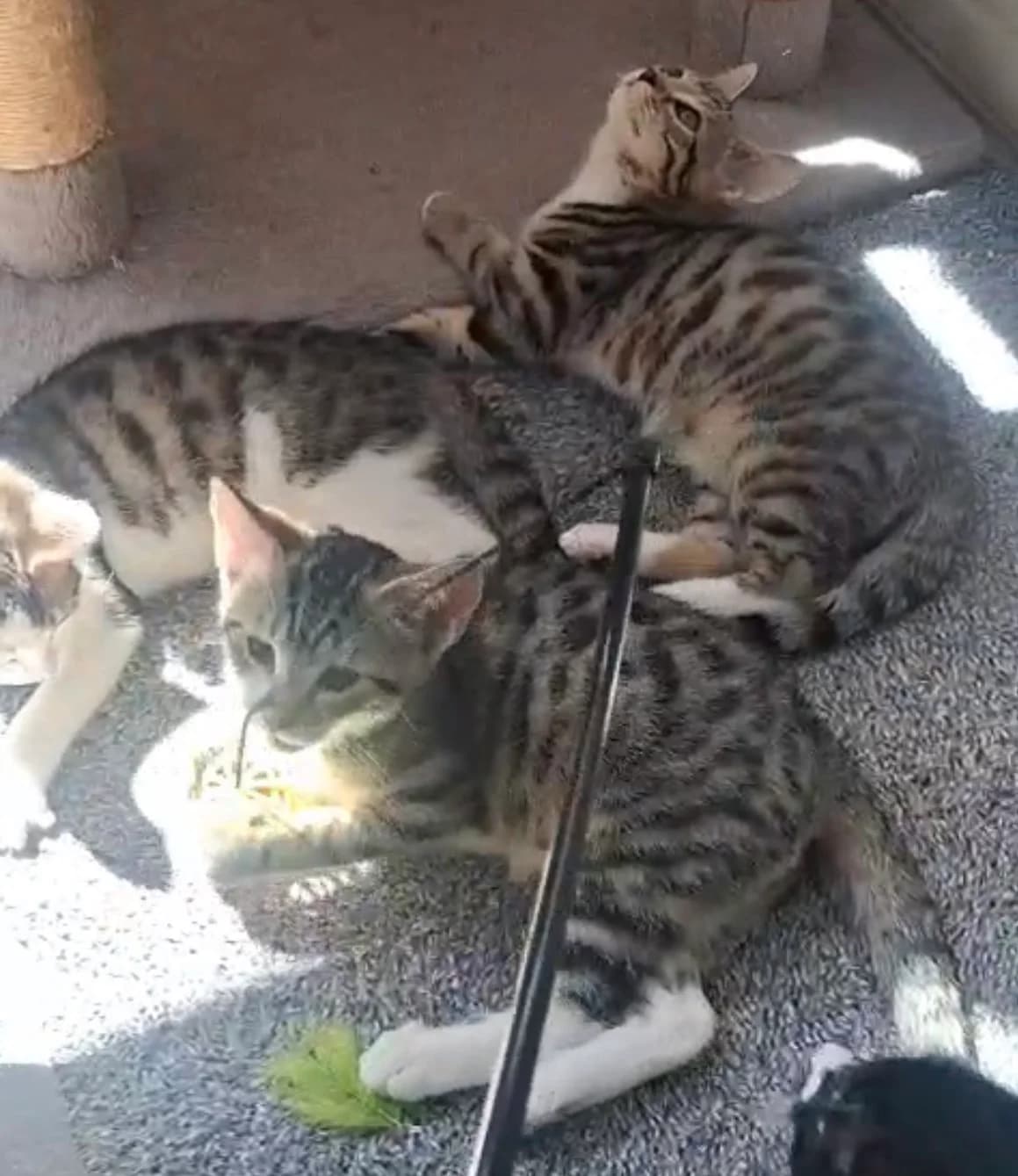 The Shed Kittens, female puppy Mixed Breed for adoption at Pussycat Lodge