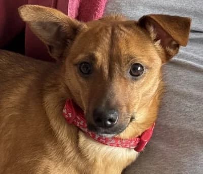 Nelly, female puppy Mixed Breed for adoption at Rags to Riches Romanian Dog Rescue