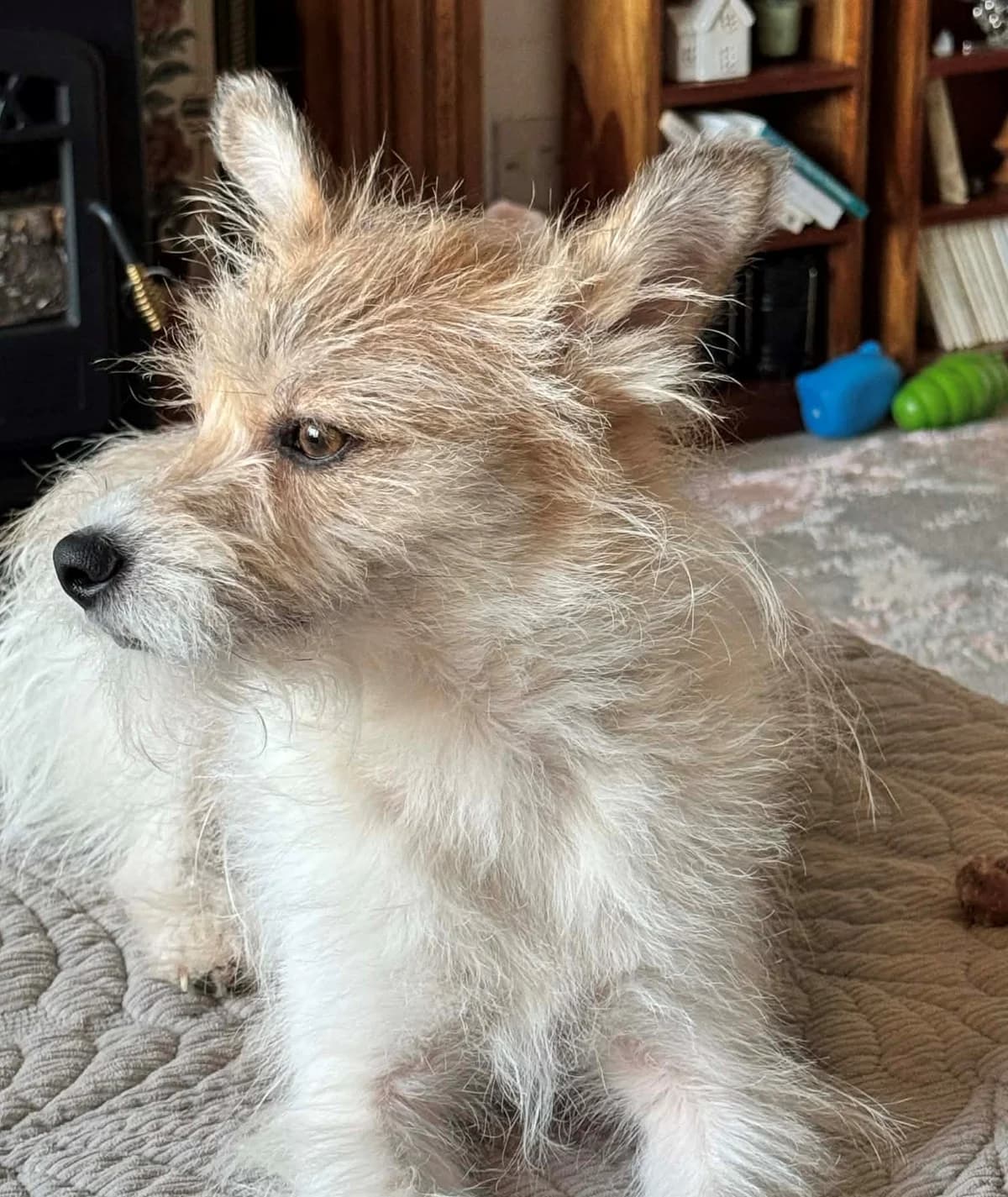 Sadie, female young Mixed Breed for adoption at Rags to Riches Romanian Dog Rescue