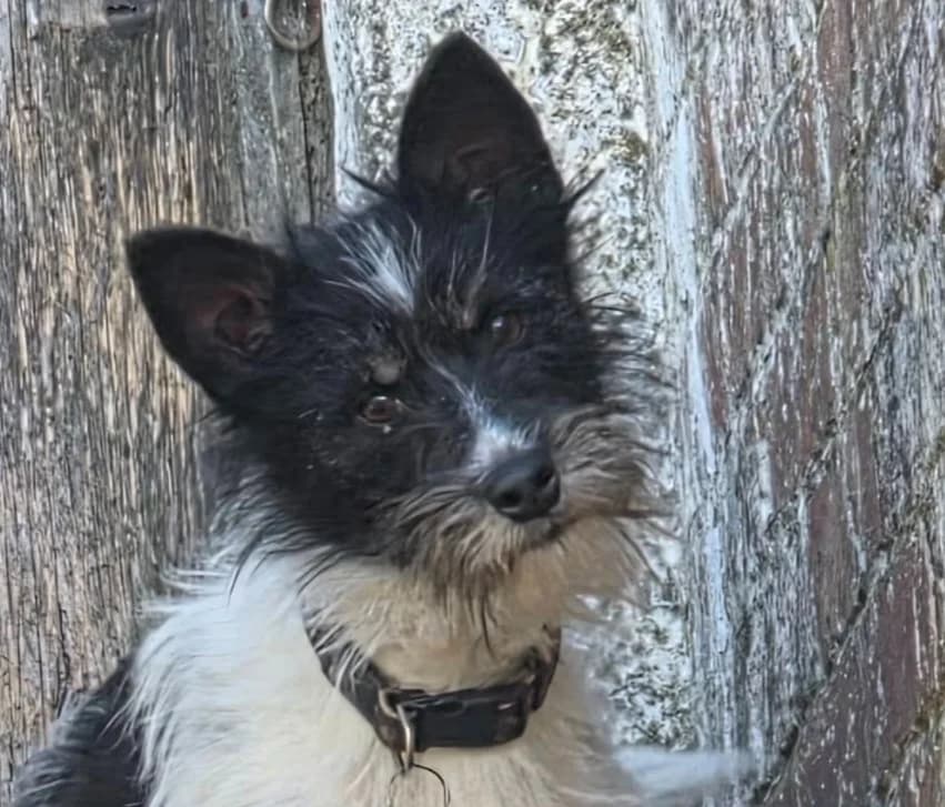 Fifi, female 3yo Mixed Breed for adoption at Rags to Riches Romanian Dog Rescue