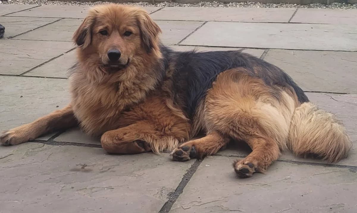 Nico, male Mixed Breed for adoption at Rags to Riches Romanian Dog Rescue
