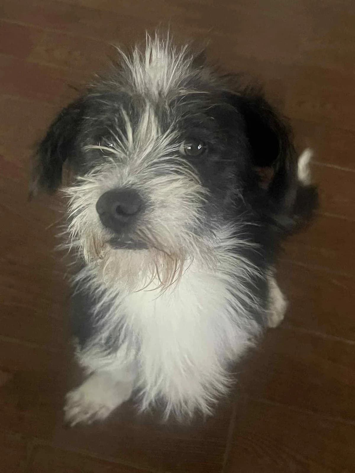 Piki, male 4yo Mixed Breed for adoption at Rags to Riches Romanian Dog Rescue