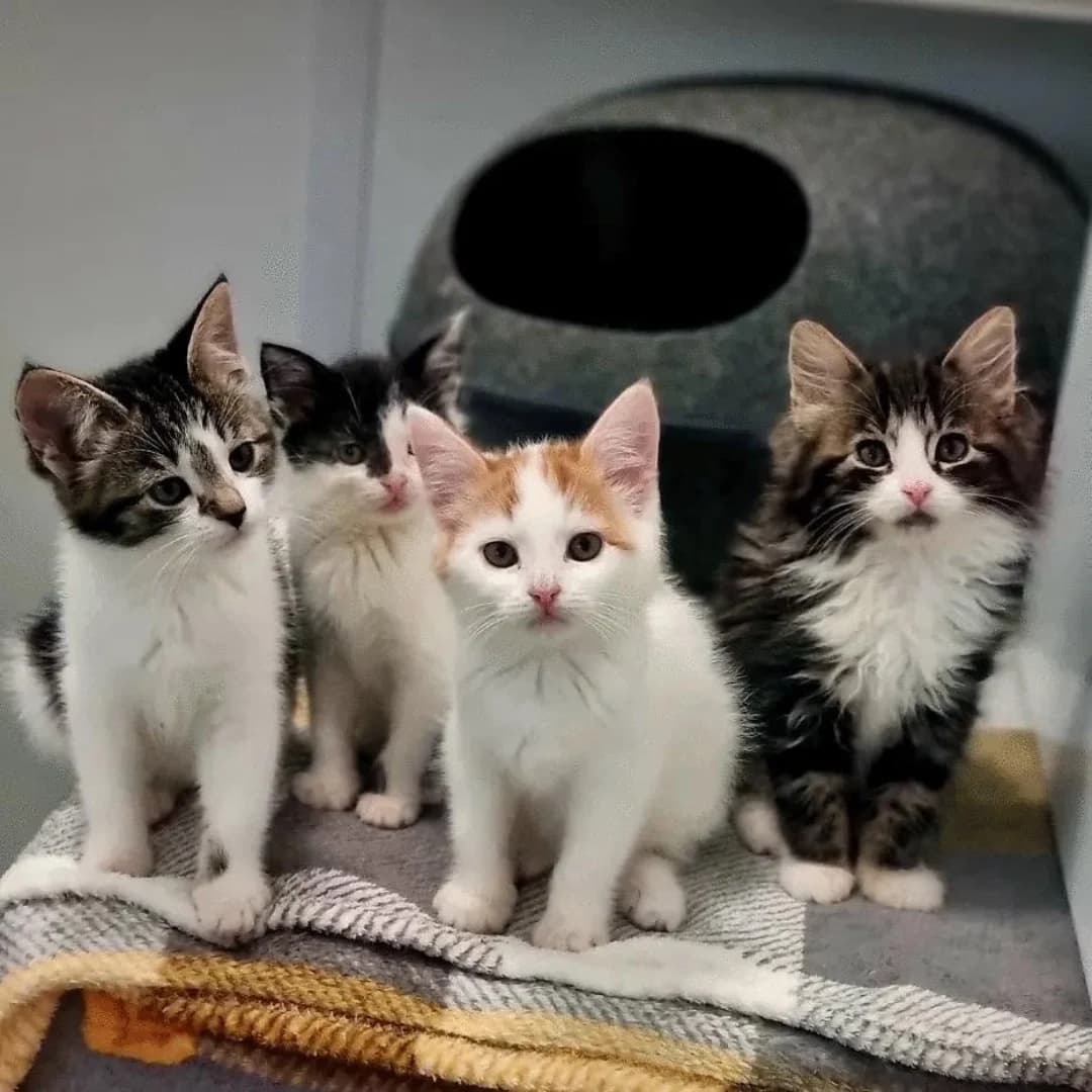 Kittens, female puppy Mixed Breed Cat for adoption at Rain Rescue