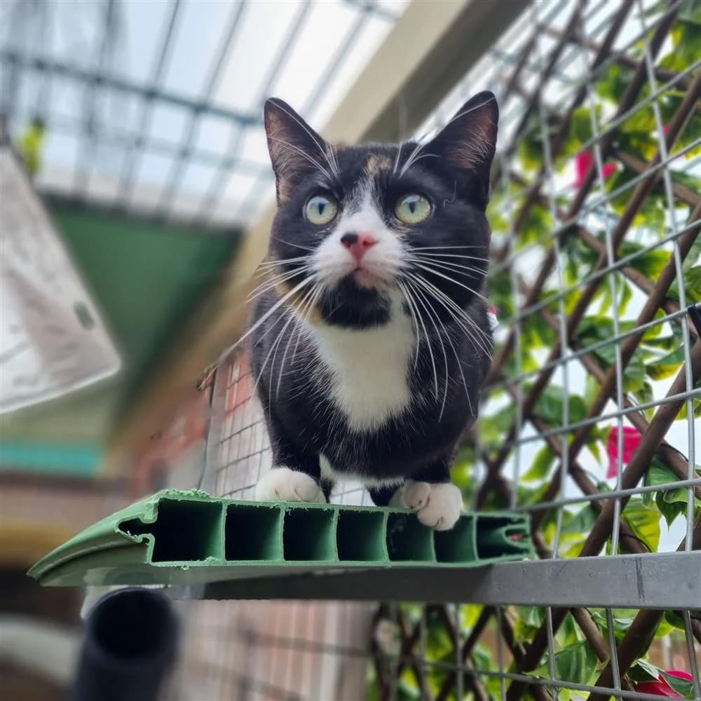 Farm/Stable Cats, female mixed breed for adoption at Rain Rescue