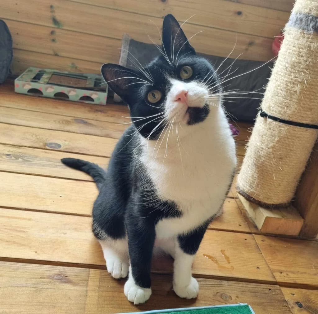 Pudding- 5 Year Old Male, male Mixed Breed Cat for adoption at Rain Rescue