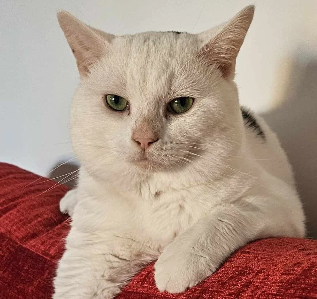 Albert, male Mixed Breed Cat for adoption at Rain Rescue