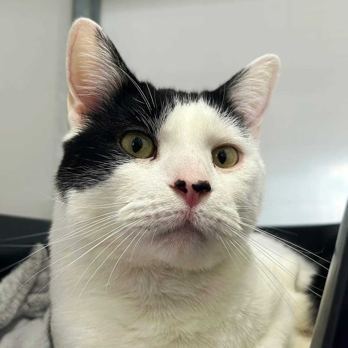 Toby, male Mixed Breed Cat for adoption at Rain Rescue