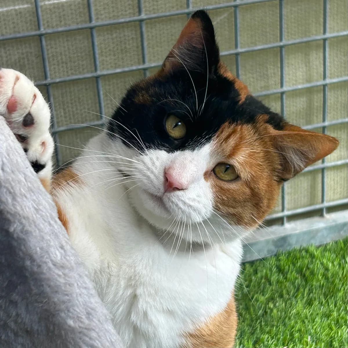 Conker- 2 Year Old Female, female Mixed Breed Cat for adoption at Rain Rescue
