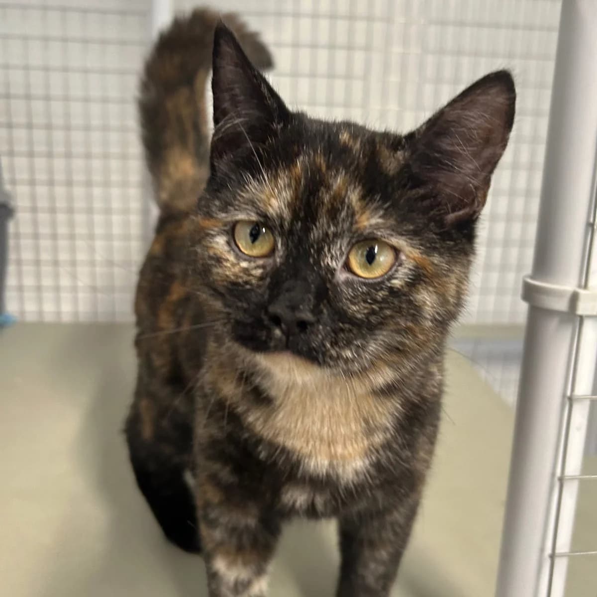 Sabrina – 5 Month Old Female, female Mixed Breed Cat for adoption at Rain Rescue