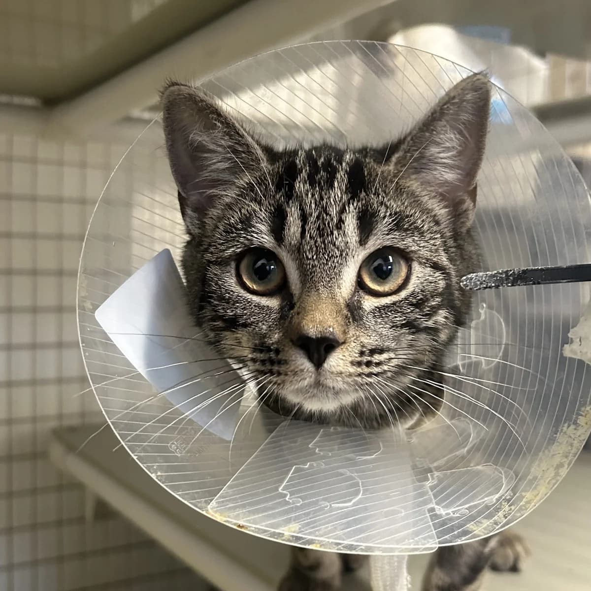 Moon – 5 Month Old Female, female puppy Mixed Breed Cat for adoption at Rain Rescue