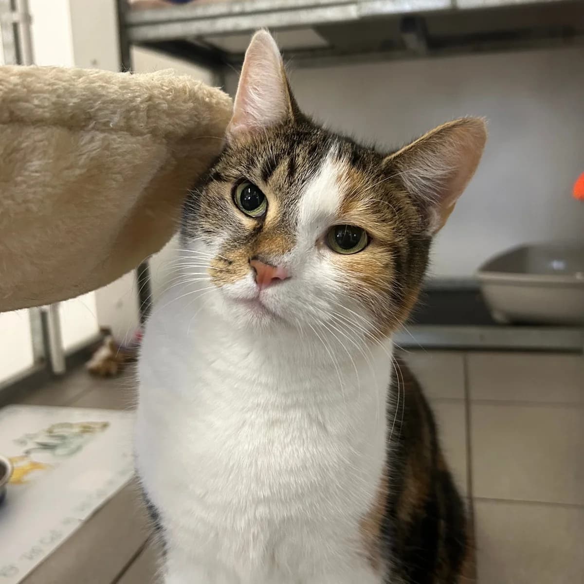 Nala – 1 Year Old Female, female Mixed Breed Cat for adoption at Rain Rescue
