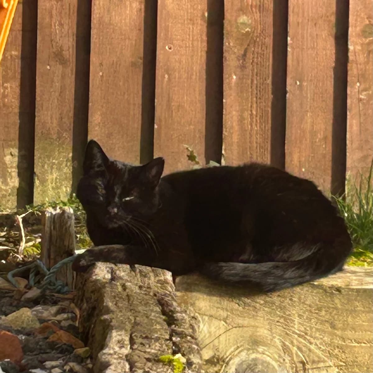 Eliza – 3 Year Old Female, female Mixed Breed Cat for adoption at Rain Rescue