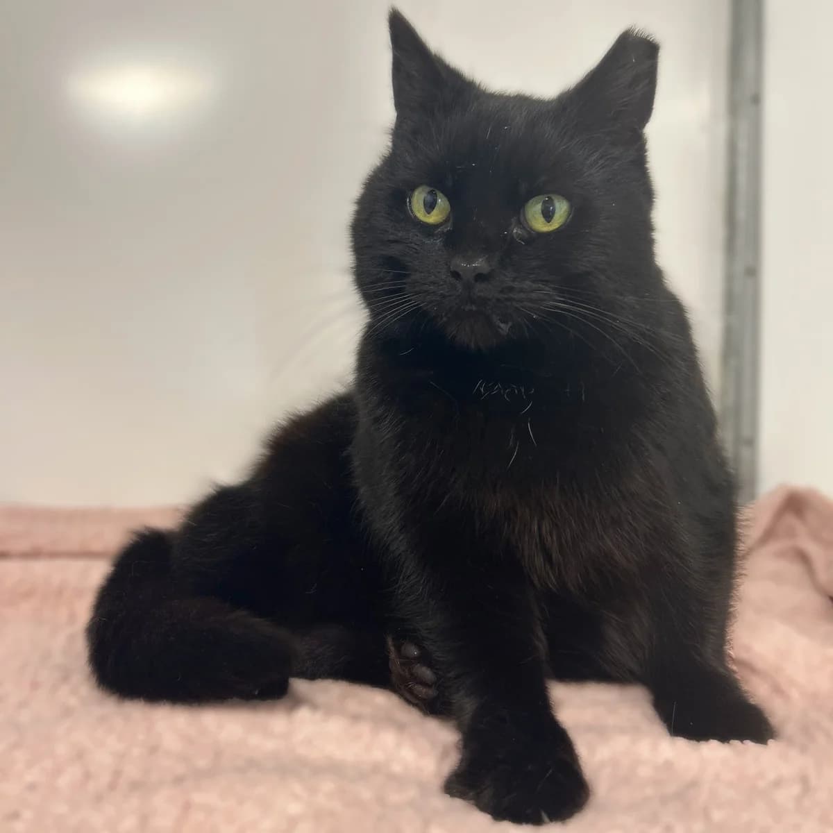 Sarah – 6 Year Old Female, female Mixed Breed Cat for adoption at Rain Rescue