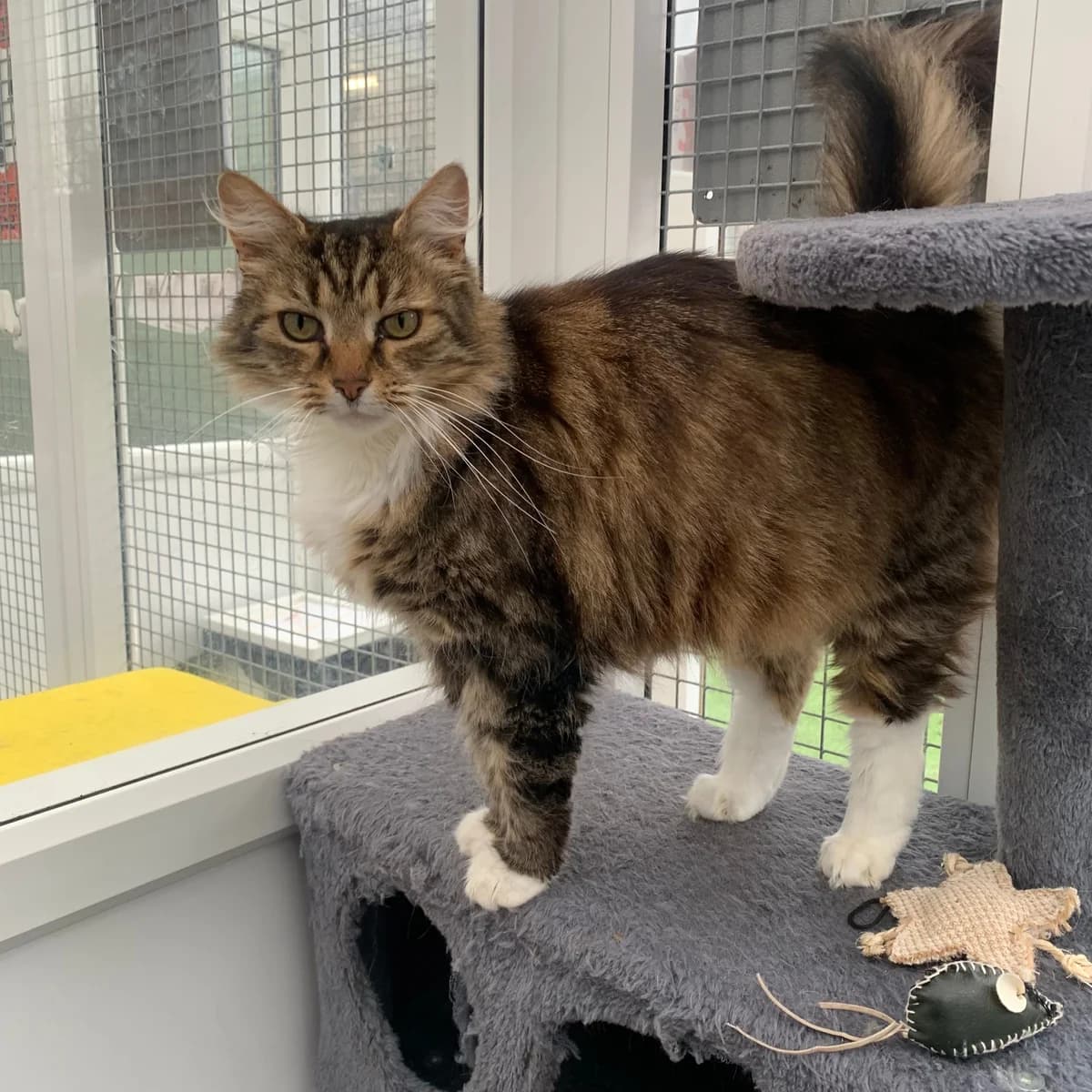 Griffin – 7 Year Old Male, male Mixed Breed Cat for adoption at Rain Rescue