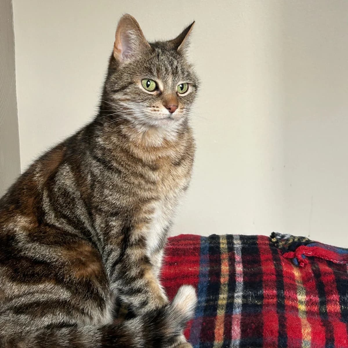 Lucy – 9 Year Old Female, female Mixed Breed Cat for adoption at Rain Rescue