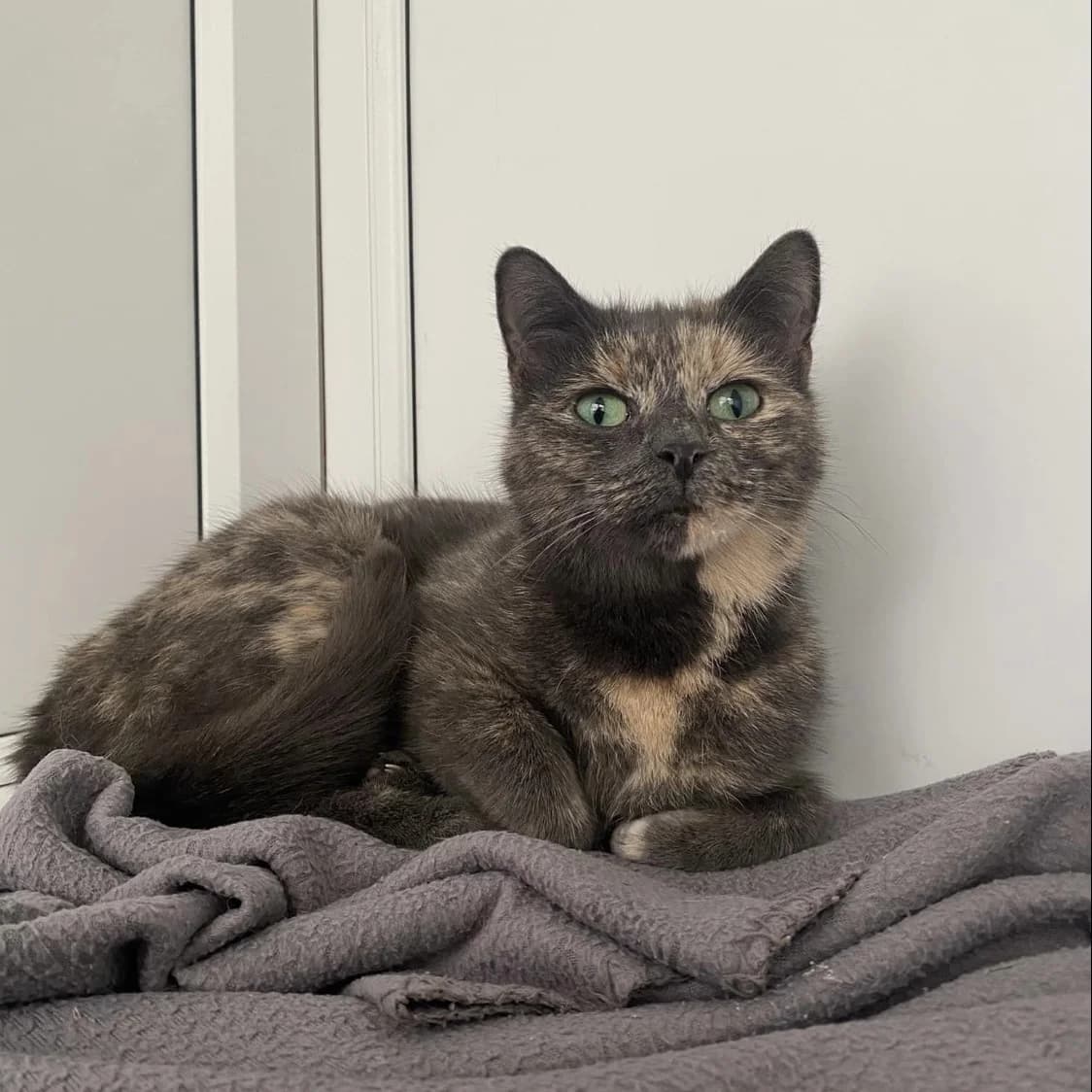 Bluebelle – 4 Year Old Female, female Mixed Breed Cat for adoption at Rain Rescue
