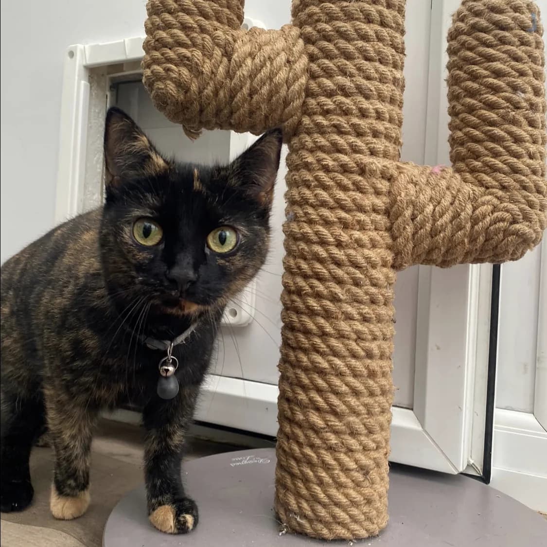 Lily – 4 Year Old Female, female Mixed Breed Cat for adoption at Rain Rescue