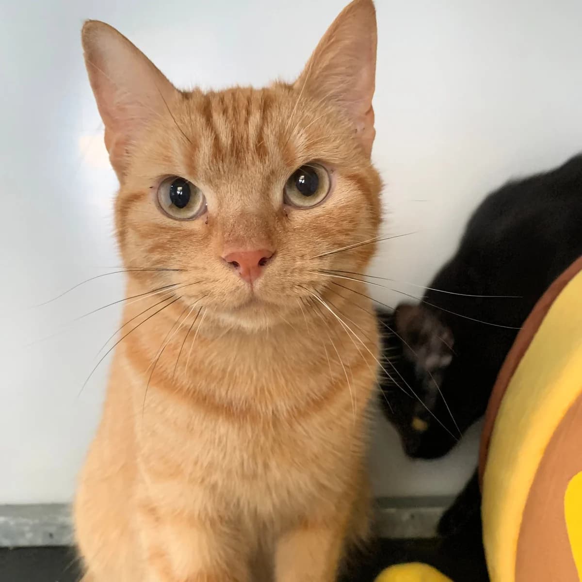Smokey – 2 Year Old Male, male Mixed Breed Cat for adoption at Rain Rescue