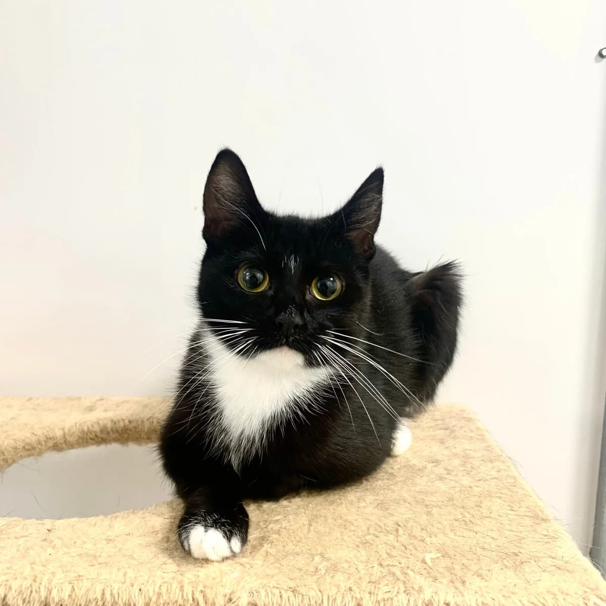 Orchid – 1 Year Old Female, female Mixed Breed Cat for adoption at Rain Rescue