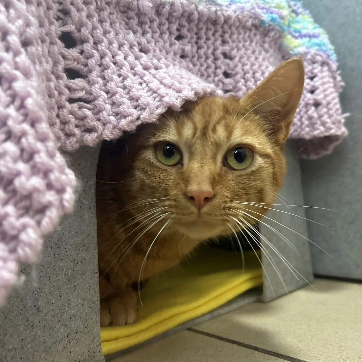 Tofu – 6 Month Old Male, male Mixed Breed Cat for adoption at Rain Rescue