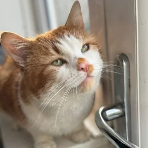 Rufus – 3 Year Old Male, male Mixed Breed Cat for adoption at Rain Rescue