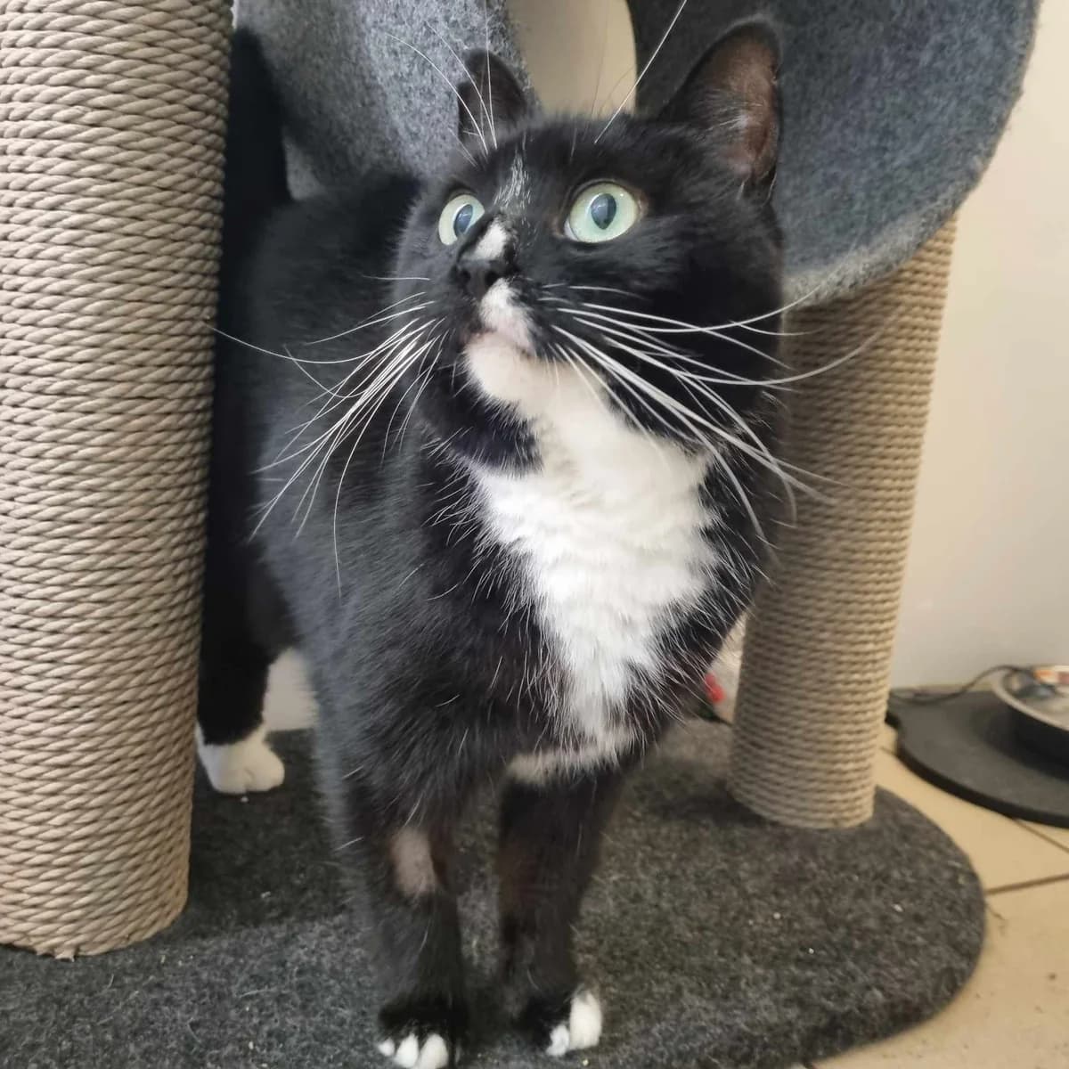 Chica – 7 Year Old Female, female senior Mixed Breed Cat for adoption at Rain Rescue
