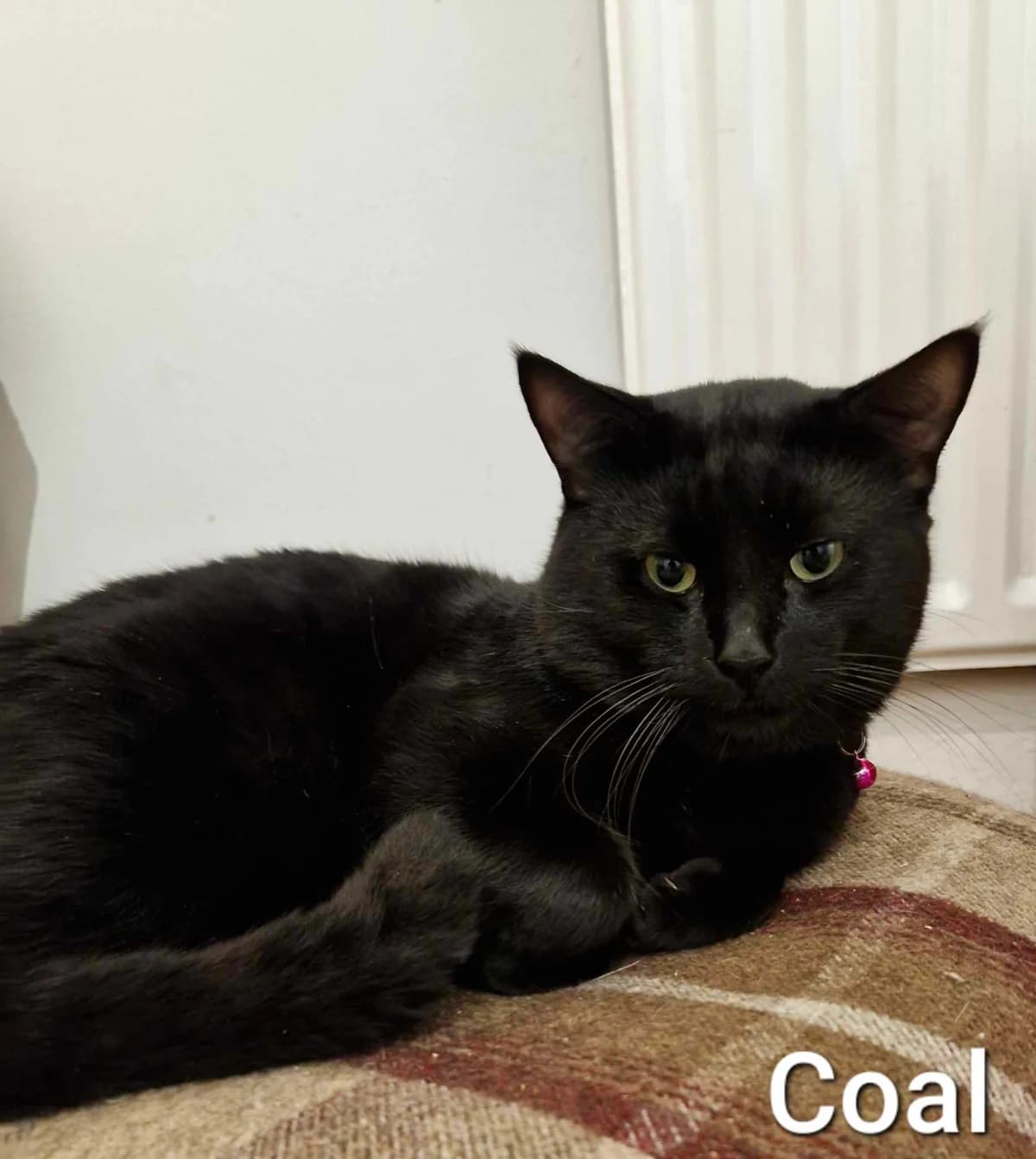 Coal – 3 Year Old Male, male Mixed Breed Cat for adoption at Rain Rescue