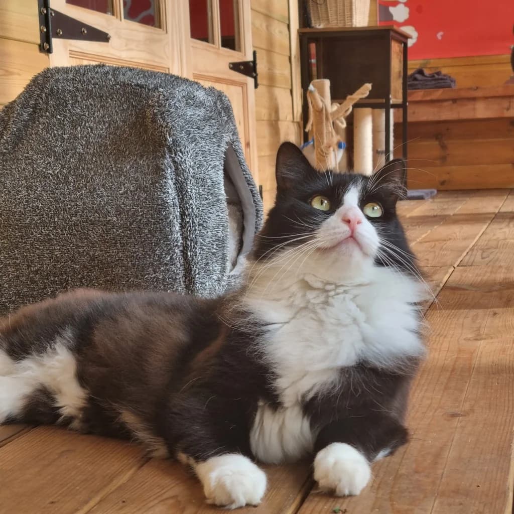 Mr T- Cat Of The Month, male mixed breed for adoption at Rain Rescue