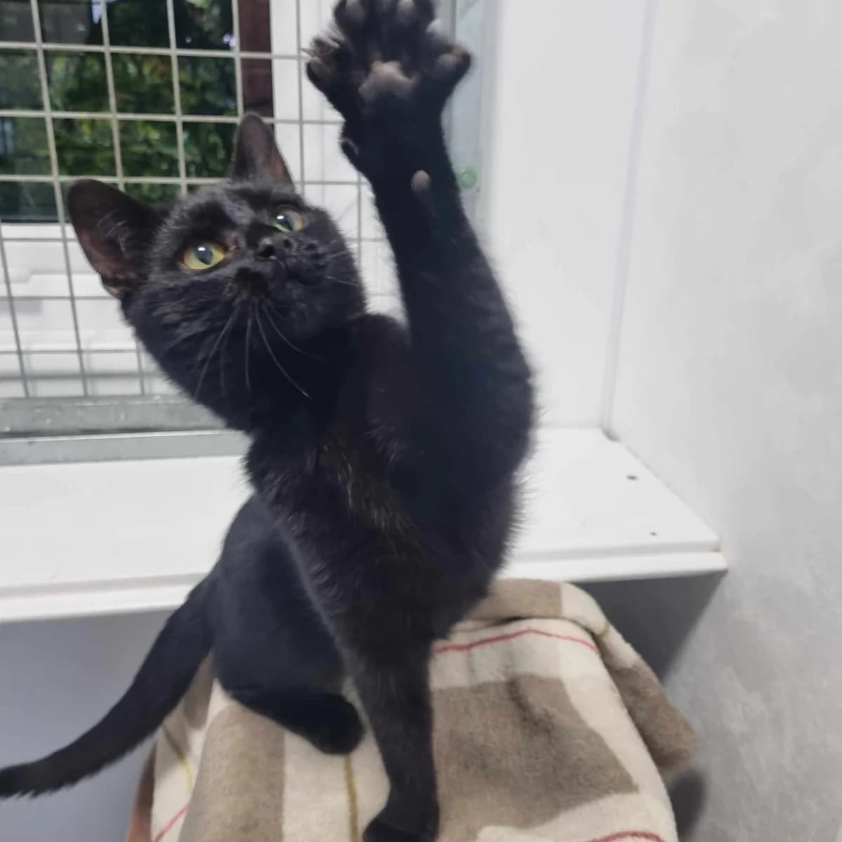 Blossom- 6 Month Old Female, female puppy Mixed Breed Cat for adoption at Rain Rescue