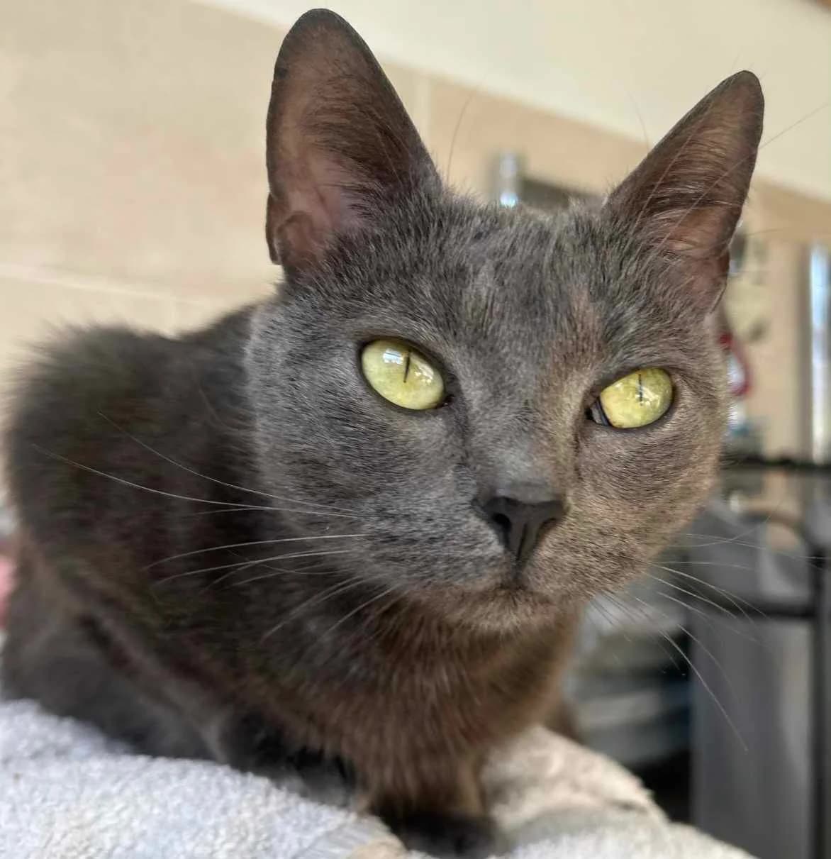 Coral- 3 Year Old Female, female Mixed Breed Cat for adoption at Rain Rescue