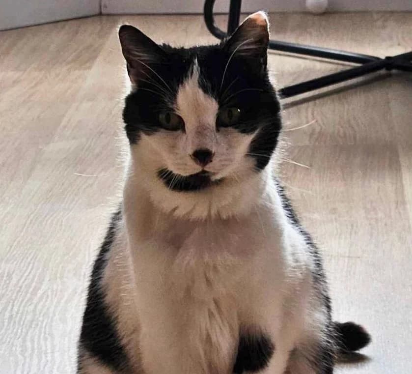 Scarlett – 14 Year Old Female, female Mixed Breed Cat for adoption at Rain Rescue