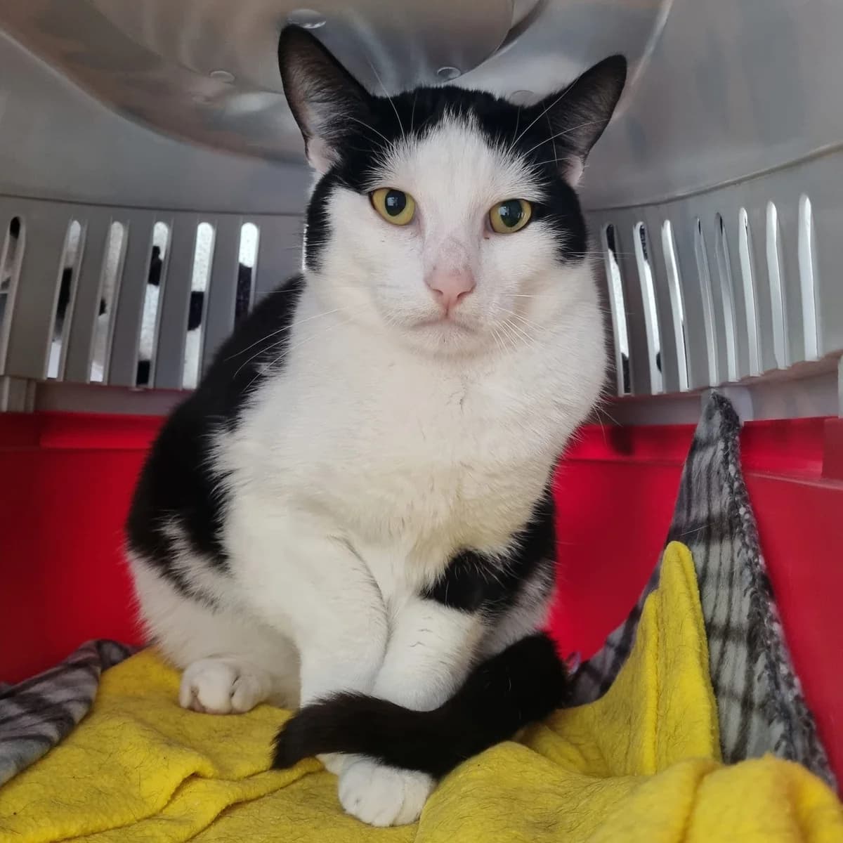 Bandit – 4 Year Old Male, male Mixed Breed Cat for adoption at Rain Rescue